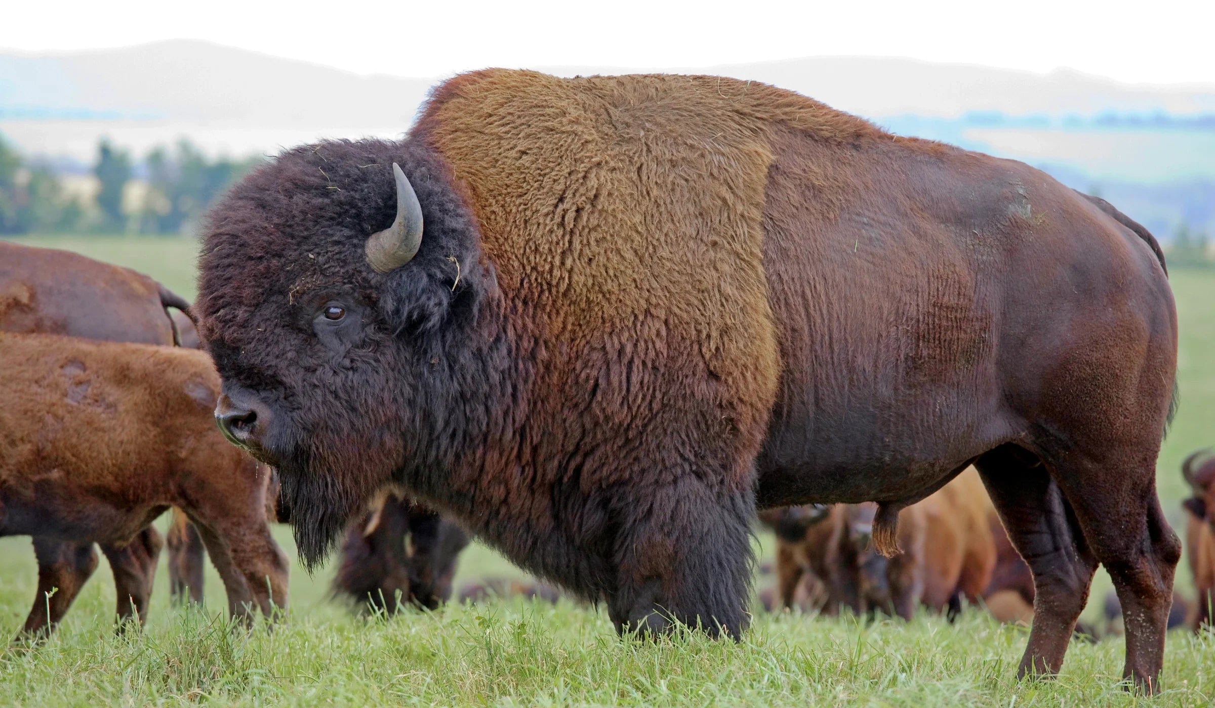 Bison - Kanada
