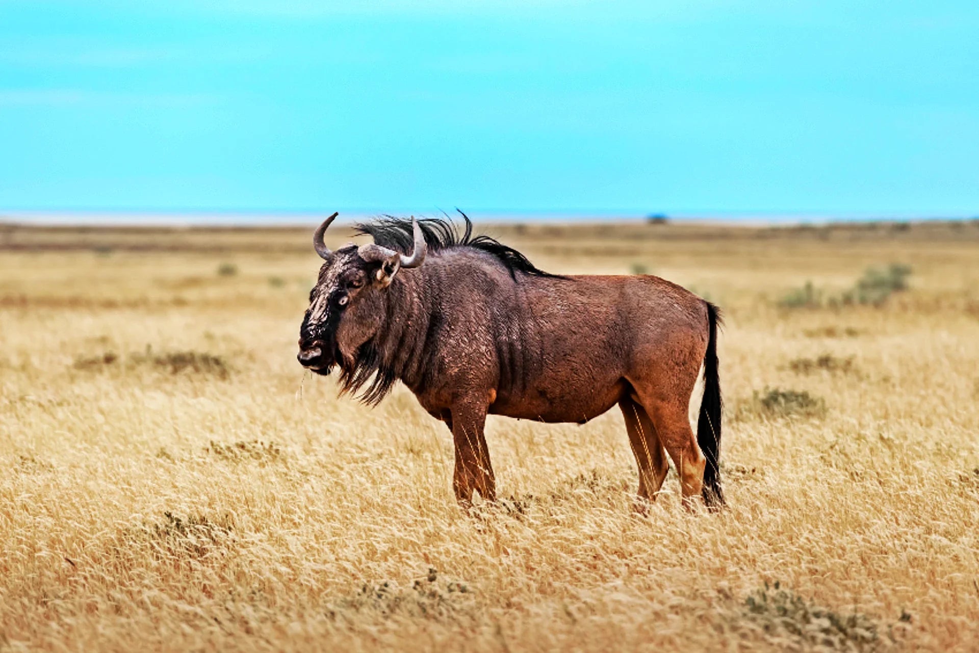 Gnu - Südafrika
