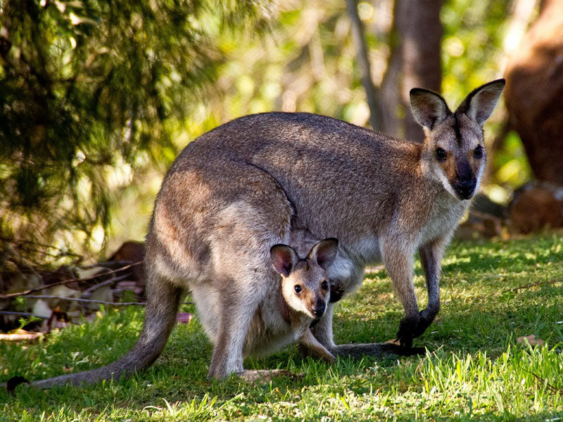 Känguru - Australien