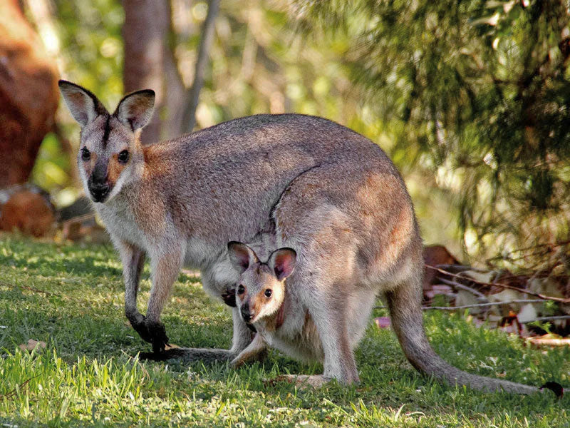 Känguru - Australien
