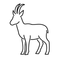 Gamsbock - Rücken mit Knochen