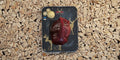 Hirsch - Steak aus der Keule
