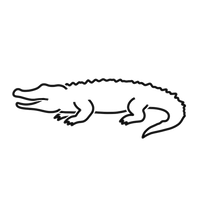 Zartes - Krokodil - Tail - Filet