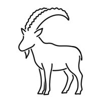 Zartes - Steinbock - Rückensteak